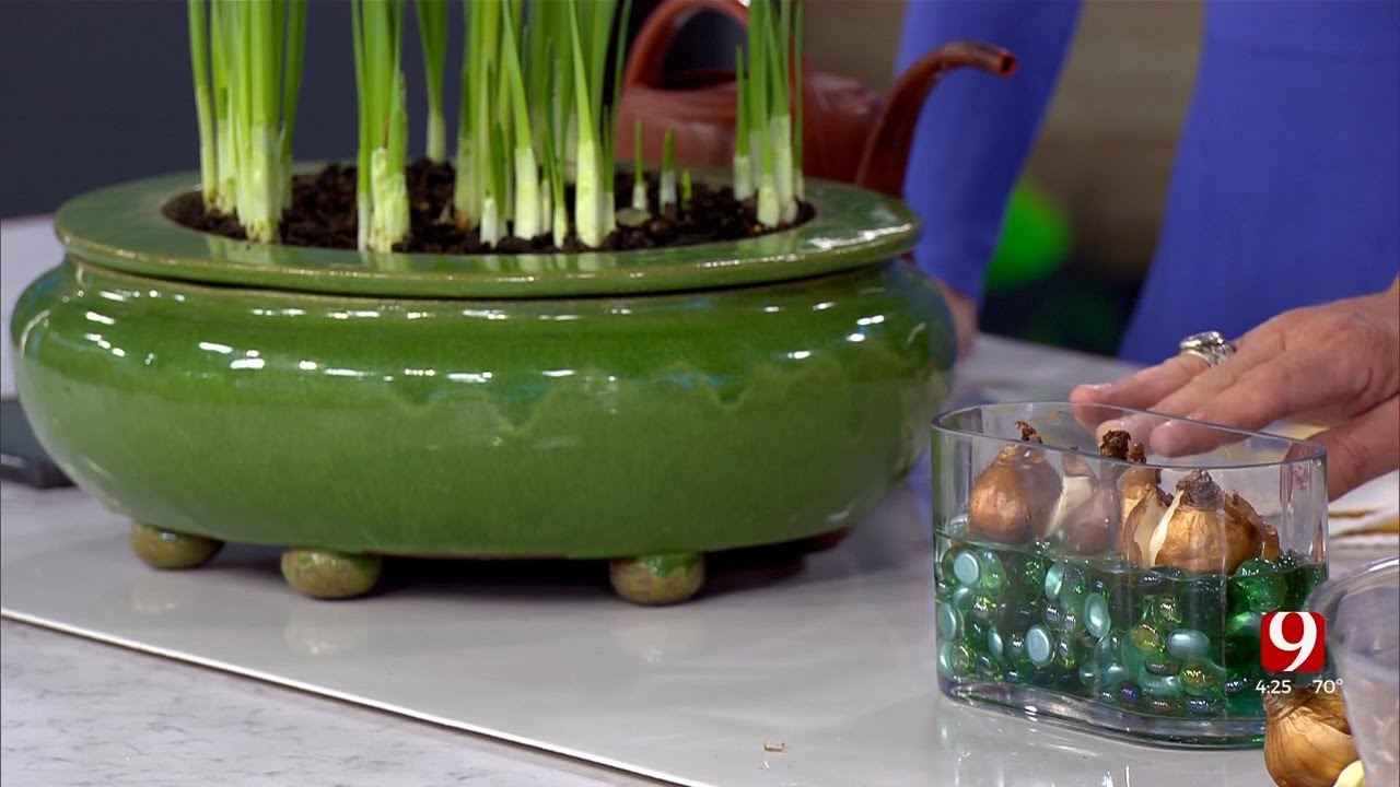 Growing Oklahoma: Forcing Spring Bulbs