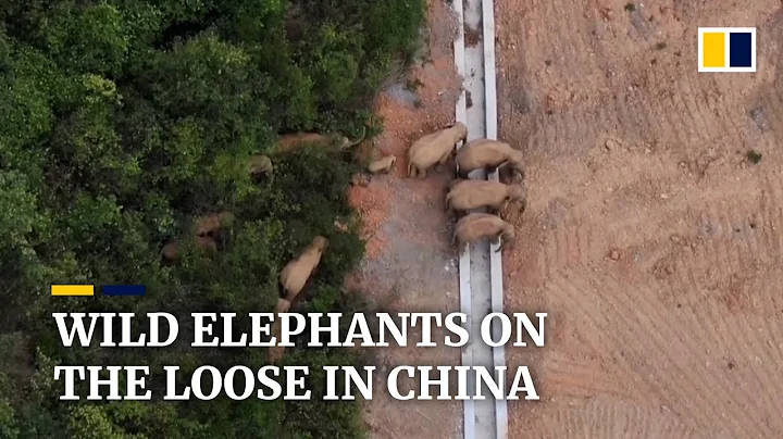 Authorities on alert as wild elephants close in on major city in China - DayDayNews