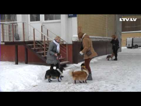 Video: Kā Pieradināt Pieaugušu Suni