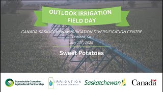 Sweet Potatoes Production in Saskatchewan - Outlook Irrigation Field Day 2025