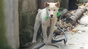 Bản năng canh gác (chó Hmông cộc)
