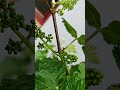 #hrozno #grape #vinum #garden #gardening #nature #naturelovers #bratislava #vitis