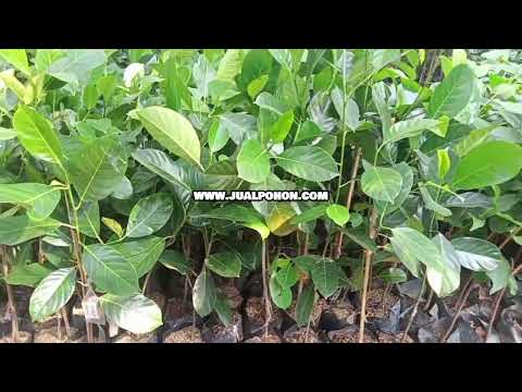Jual Bibit Cempedak Orange, Siap Tanam & Berkualitas!