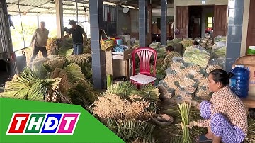 Giá sả tăng, nông dân lãi khá | THDT