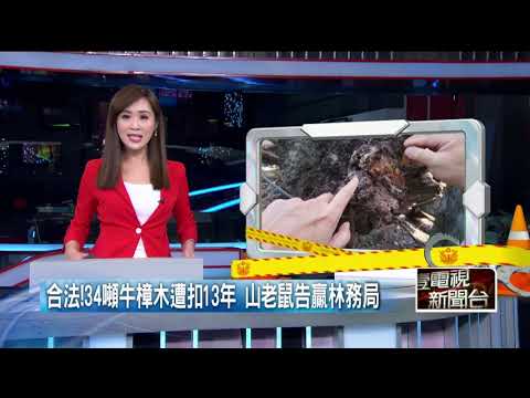 最高法院認證「合法」！ 山老鼠告贏林務局　載回「34噸」牛樟木