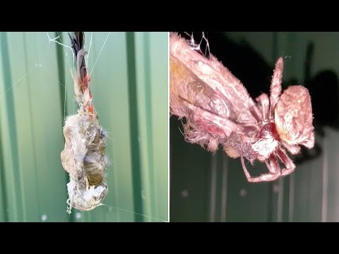 Video: Die Spinne Hat Es Geschafft, Einen Vogel Ins Netz Zu Locken - Alternative Ansicht