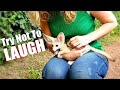 Try not to laugh challenge  cute funny fox compilation