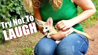 Try Not to Laugh Challenge  Cute Funny Fox Compilation