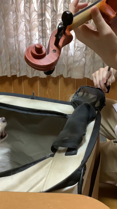 Wanko with  music covers keshi LIMBO