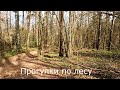 Прогулки по лесу | По незнакомой тропе.