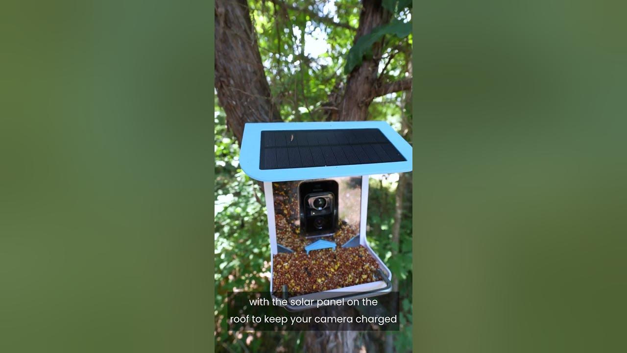 Video Camera Bird Feeder by Sharper Image YouTube
