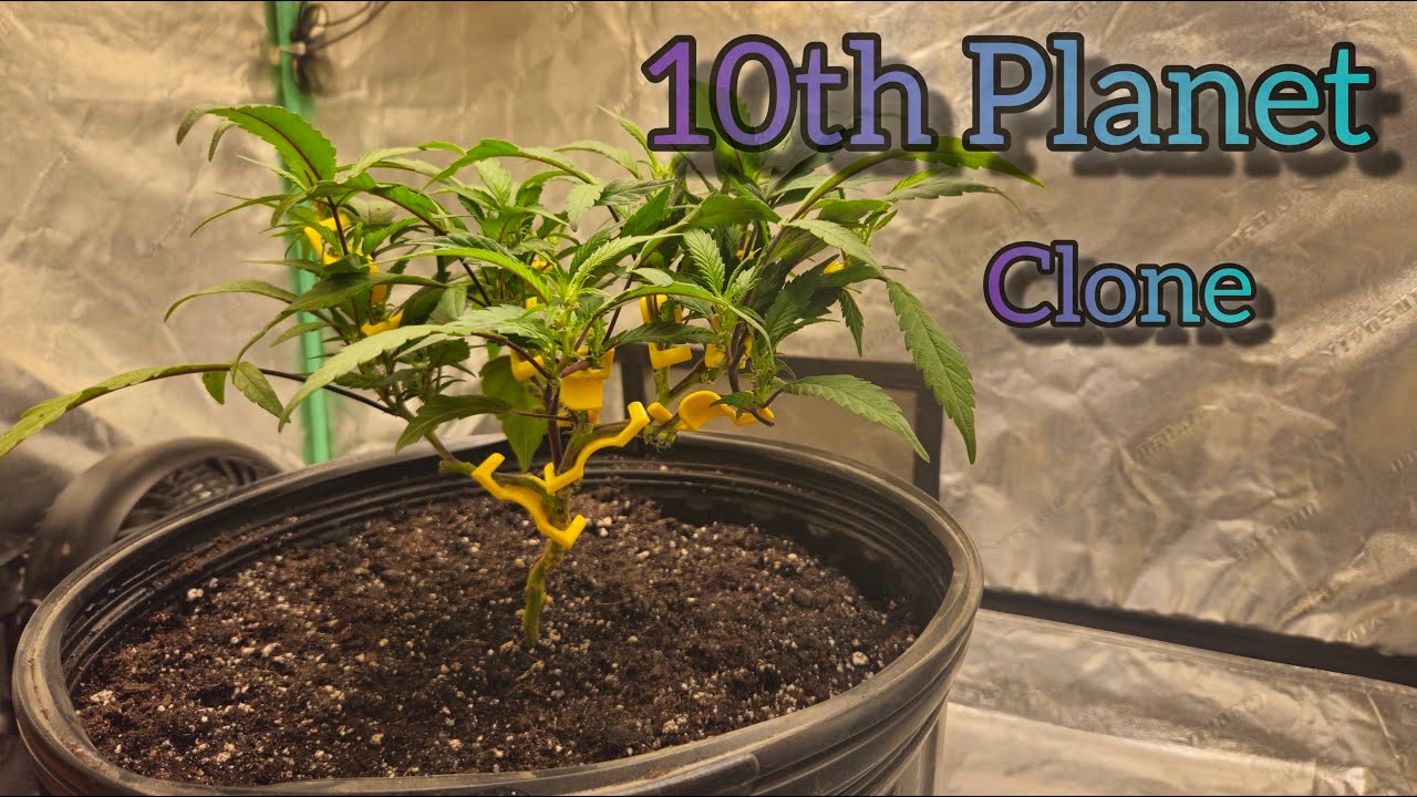 Starting 10th Planet clone -The Friendly Grower