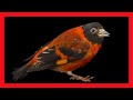 Red Siskin Bird Song, Red Siskin Bird Call Sound, Chirp, Vocalization, Melody - Carduelis Cucullatus