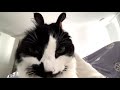 Watch smore the cat betray his owner