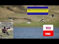 National Chambal Sanctuary, Agra, Uttar Pradesh (with English subtitles)