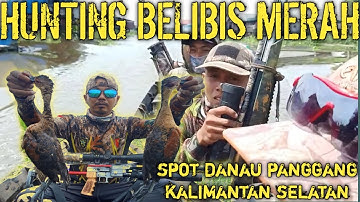 Hunting belibis merah | blusukan dispot rawa hampir tenggelam #huntingbelibis