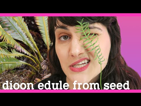 Видео: Sago Palm Устранение неполадок - у Sago Palm нет новых листьев