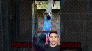 Le Casoar  #animaux #casoar