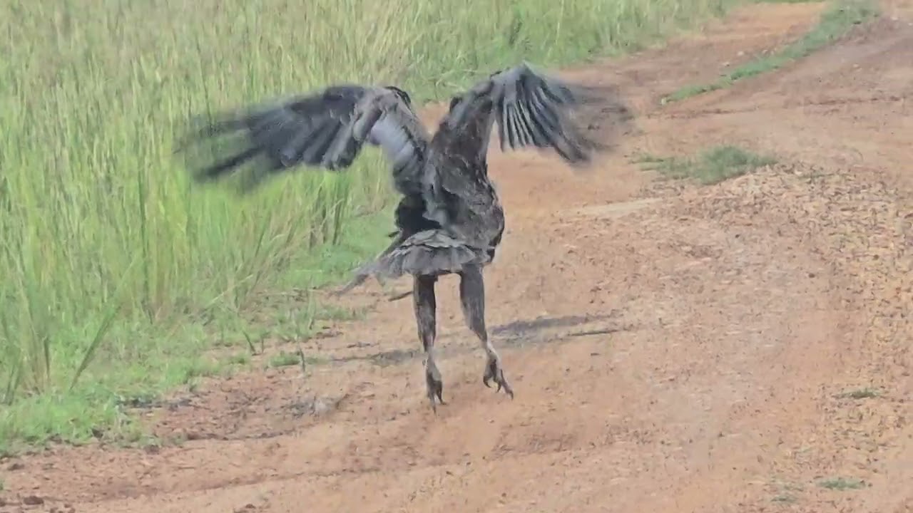 bateleur ( Terathopius ecaudatus)