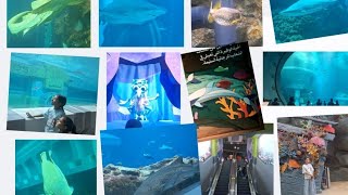 Part4#entertainment #travel #trending #aquarium #fun #dolphin #shark #seaworld #sea #animals #enjoy 