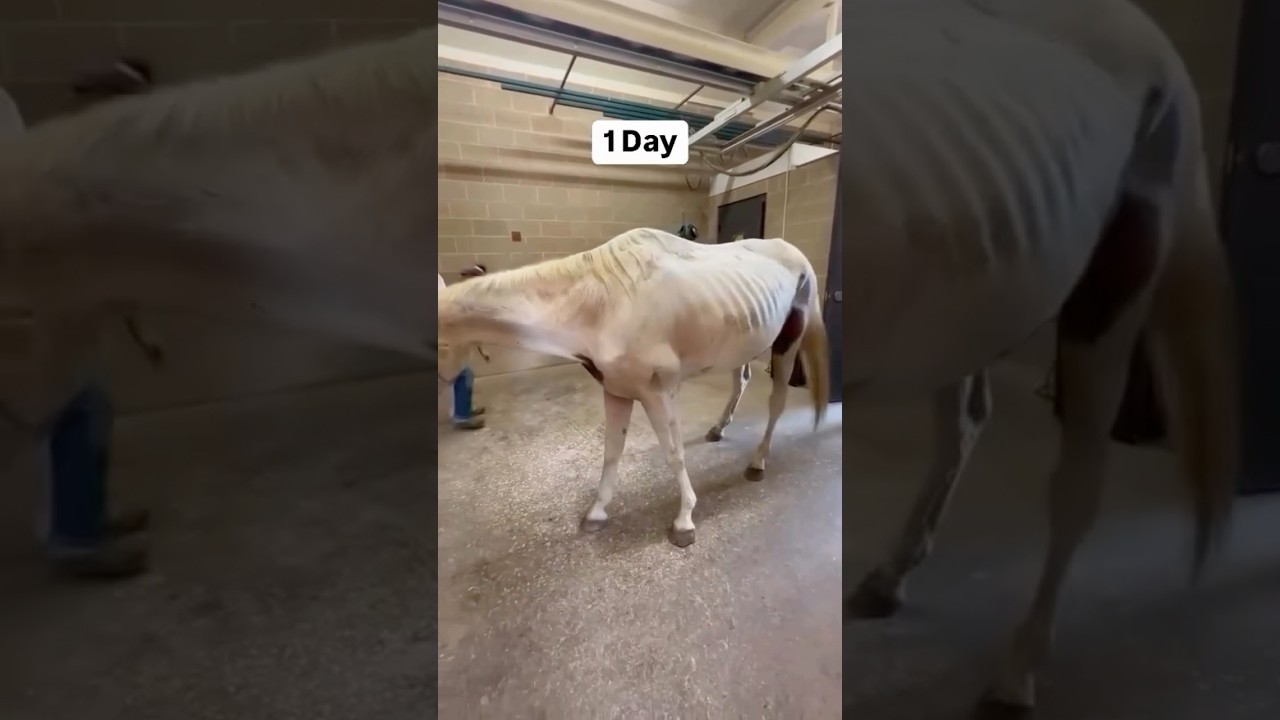 Horses Suffer Extreme Neglect 