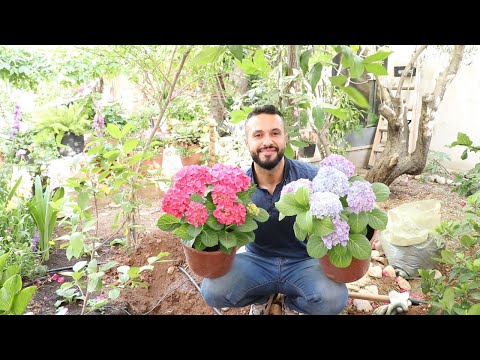 زراعة مجموعة من نباتات القرطاسية او الهيدرانجيا     