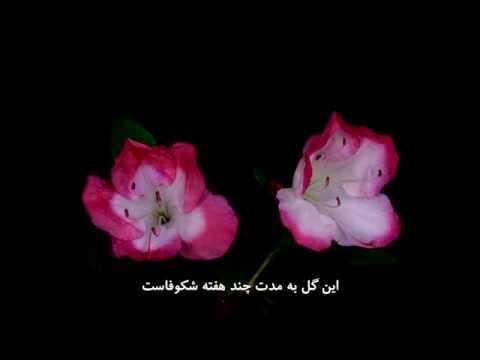 آشنایی با گل آزالیا | Azalea