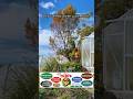 🌲 #Oleh’s Services. Hobart– #Tree #Removal Experts in #Tasmania 🌳 #TreeRemoval #TreeCutting