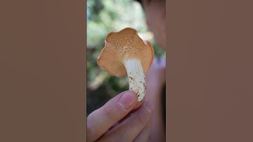 My Favorite Edible Wild Mushroom! #foraging