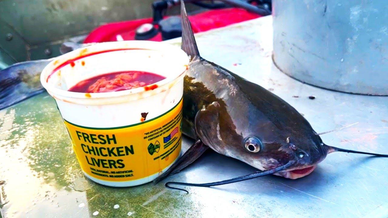 HOW TO CATCH CATFISH with CHICKEN LIVERS! 