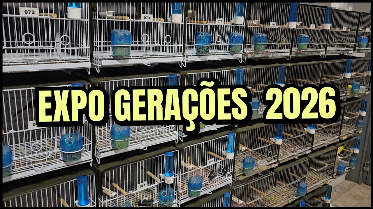 Bateria de filhotes disponíveis no canaril gerações 