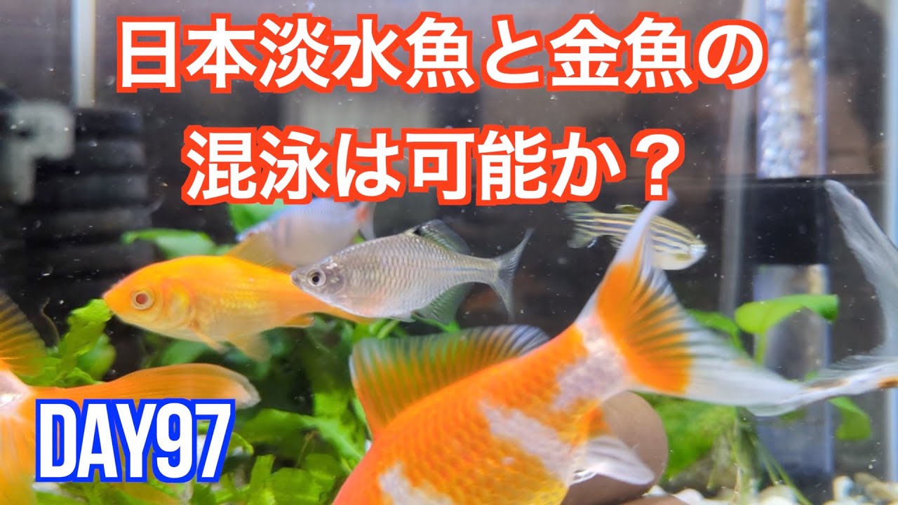 金魚　 maxresdefault.jpg