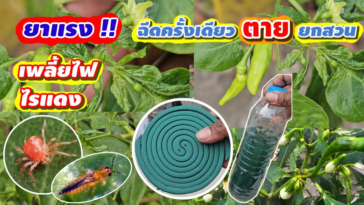 ยาแรง‼️กำจัดเพลี้ยแป้ง เพลี้ยไฟ ไรแดง หนอนแมลง หายเกลี้ยงในทันที