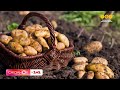 Перемогла голод: Історія картоплі від Інків Південної Америки до королеви Франції Марії-Антуанетти