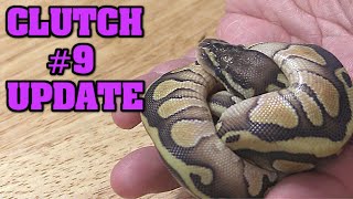 UPDATE!  CLUTCH #9!!  Did this first time mom do ok