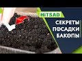 Бакопа выращивание из семян 🌺 Посев Бакопы 2020