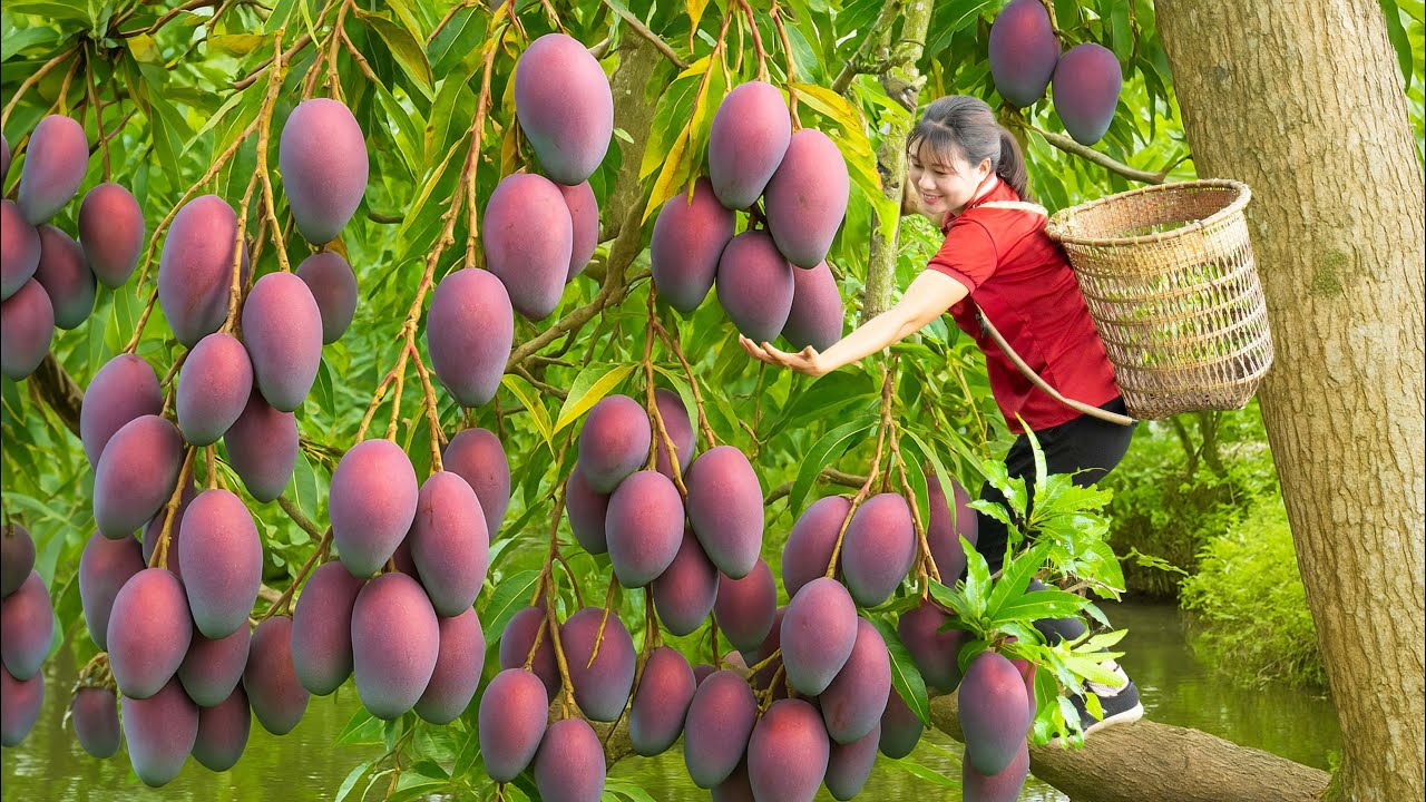 Harvesting Rare Australian Mango , Red Banana Go To Market Sell | Sold Out Quickly in 30 Minutes