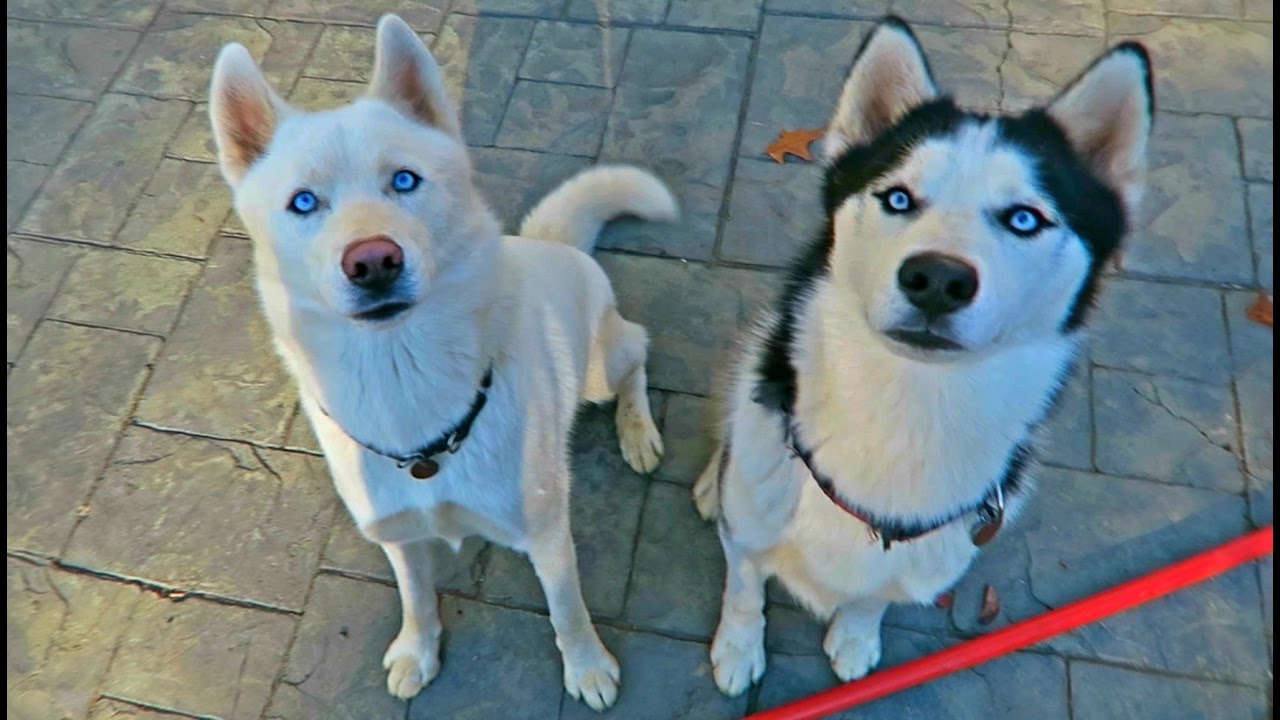 Mammoth Bone Fan Mail Unboxing Youtube