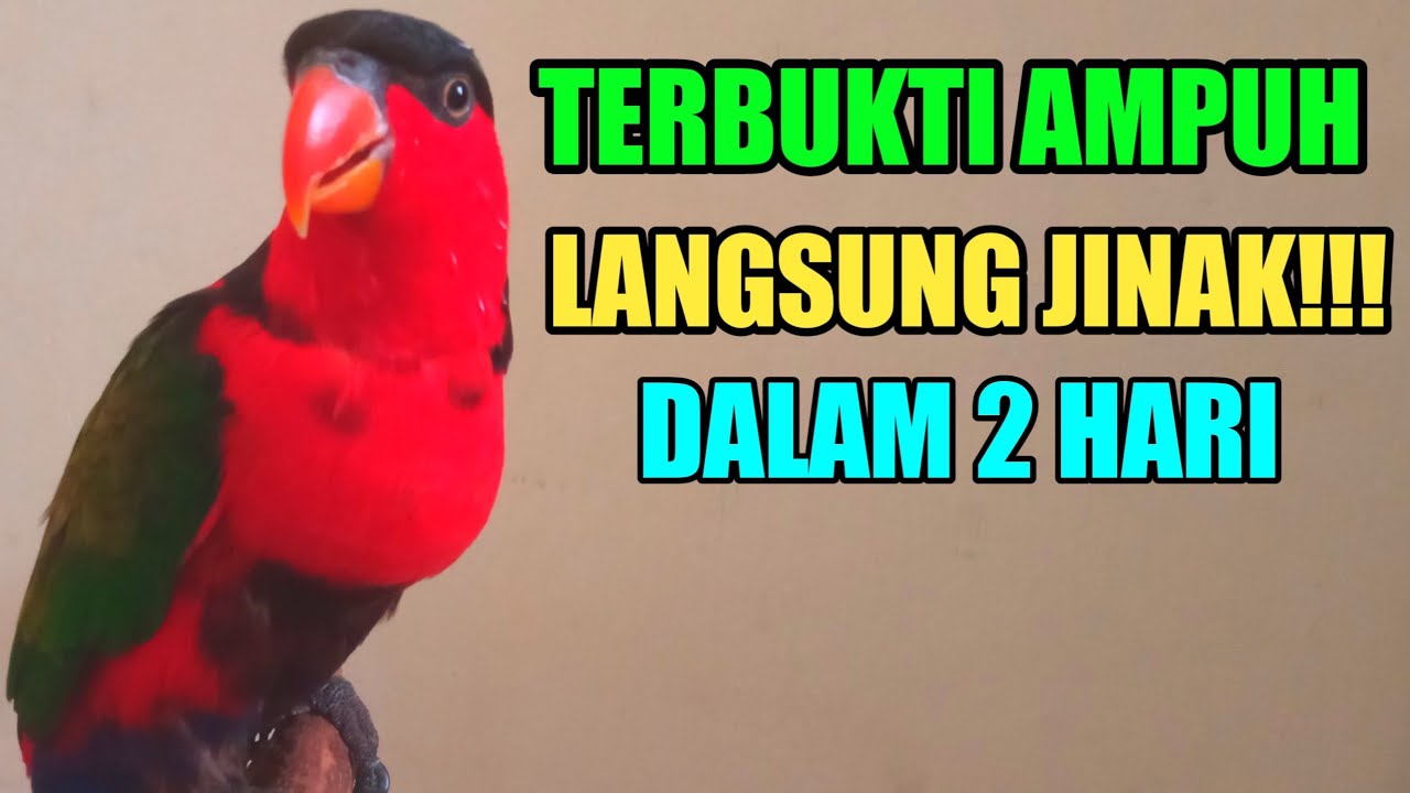 Cara Menjinakkan Burung Nuri - Tips Menjinakkan Burung Nuri Kepala Hitam