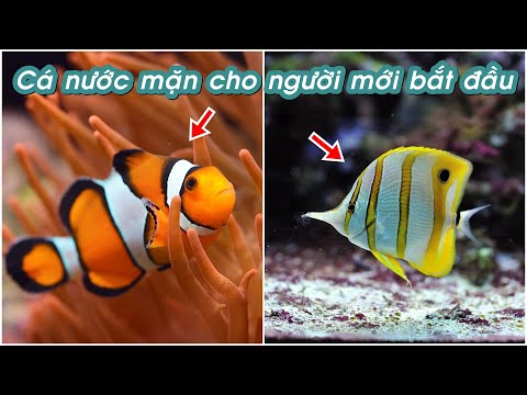 8 loài cá cảnh nước mặn đẹp xuất sắc cho người mới bắt đầu!