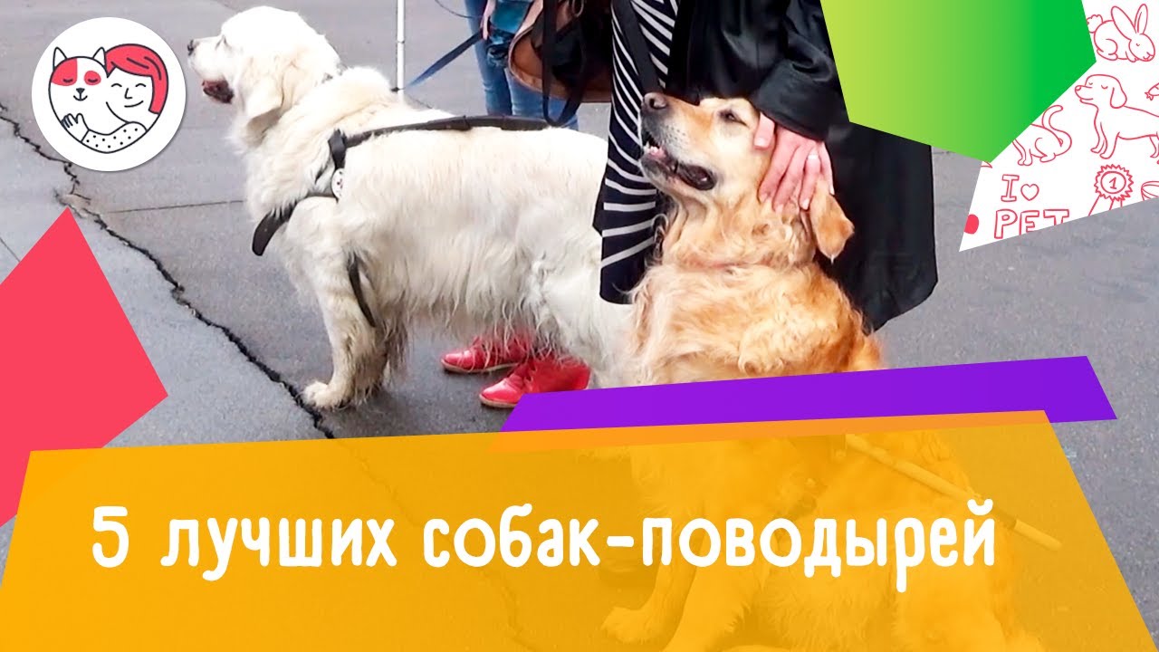 5 лучших собак-поводырей