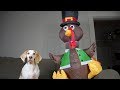 Dog vs Turkey: Funny Dog Maymo Thanksgiving