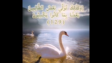 سورة الأنعام الصفحة 144 مكررة بصوت الشيخ أيمن سويد