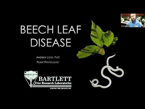 Beech Leaf Disease, An Emerging Disease In The Eastern United States