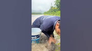 Cá Lớn - cá Lóc Khủng lên bờ khi mưa to 😱 #khacthuyvlogg