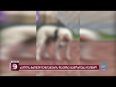 ძაღლის მძიმედ დაზიანების ფაქტზე გამოძიება დაიწყო | ბაღდათში მომხდარის დეტალები