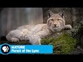 Rewilding and Forest Restoration