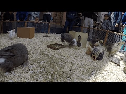 Прогулки по БудаПешту День II - სეირნობა ბუდაპეშტში დღე II