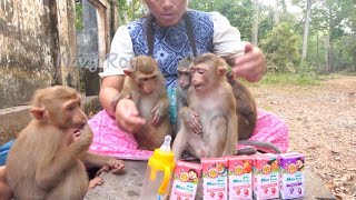 Heartwarming: Mom KT Steps in to Provide Milk for Abandoned Baby Monkeys | Must-See Video