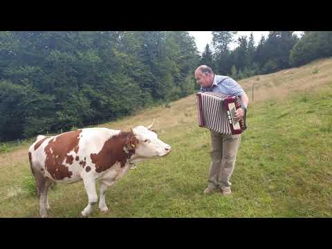 Cow in love with accordion.